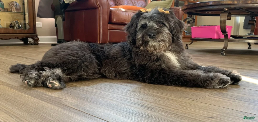 Gallery Image {{count}}