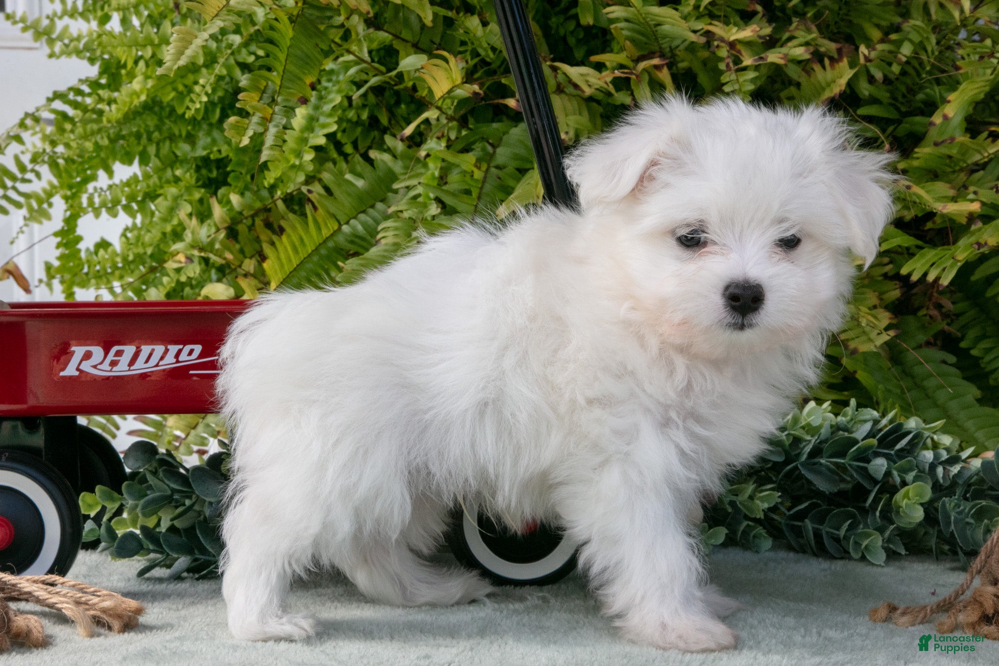 Maltese dogs Jasper - Ad 2