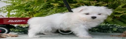 Maltese dogs for sale: Jasper - Ad 2