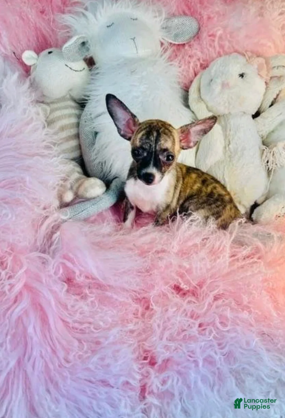 Chihuahua dogs for sale: Teacup Chihuahua  hand delivery  - Ad 1