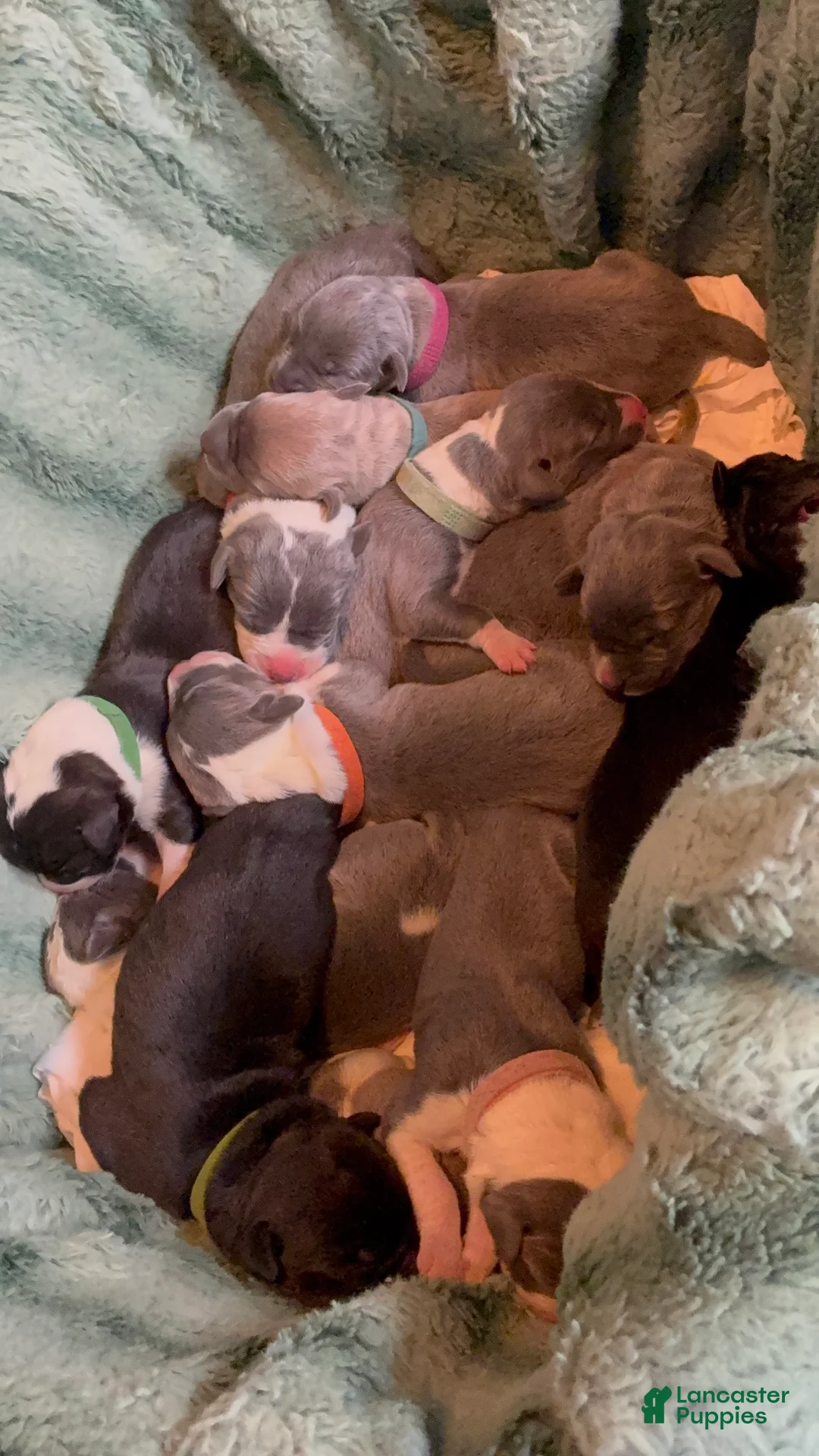 Great Dane dogs for sale: Great Dane Puppy 2 - Ad 4