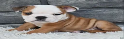 Beabull dogs for sale: Miles - Ad 5