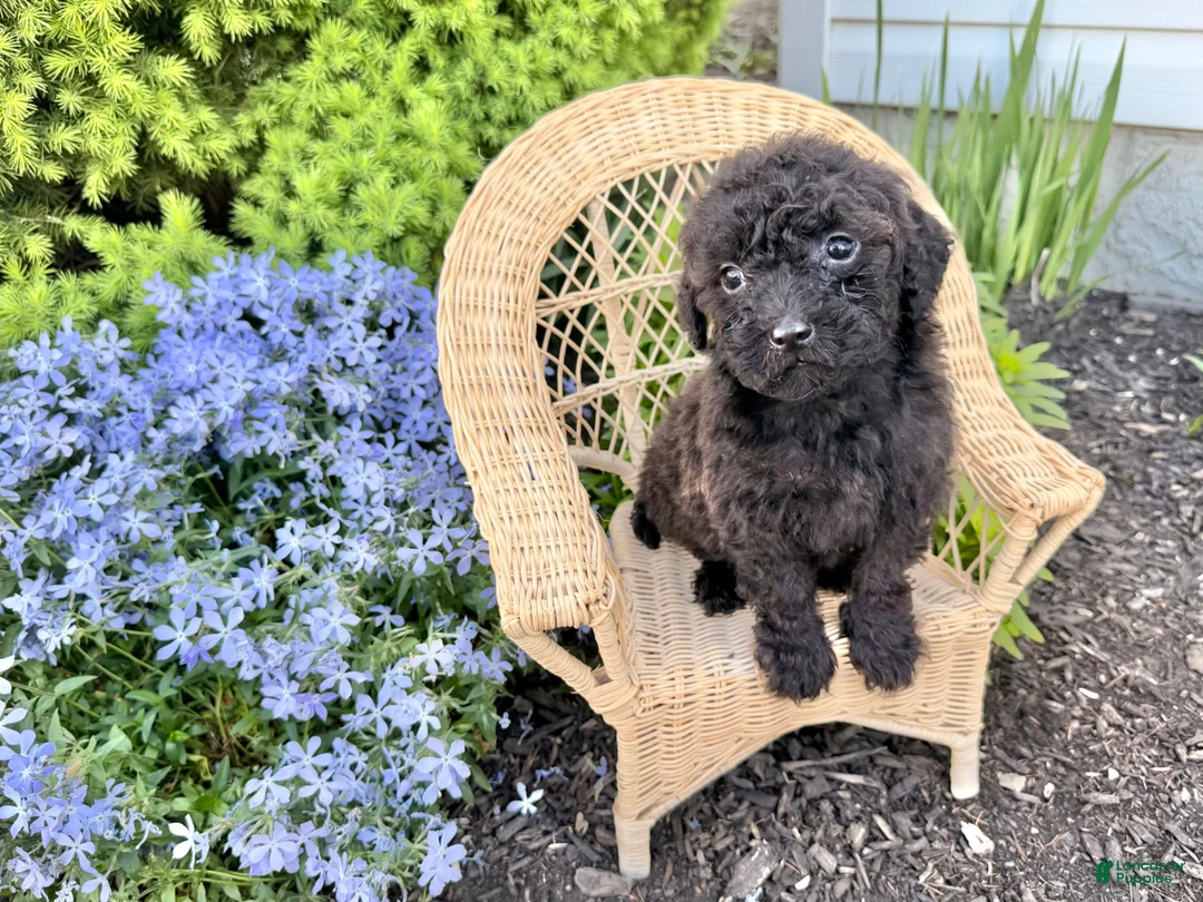 Shihpoo dogs for sale: Ripple - Ad 5