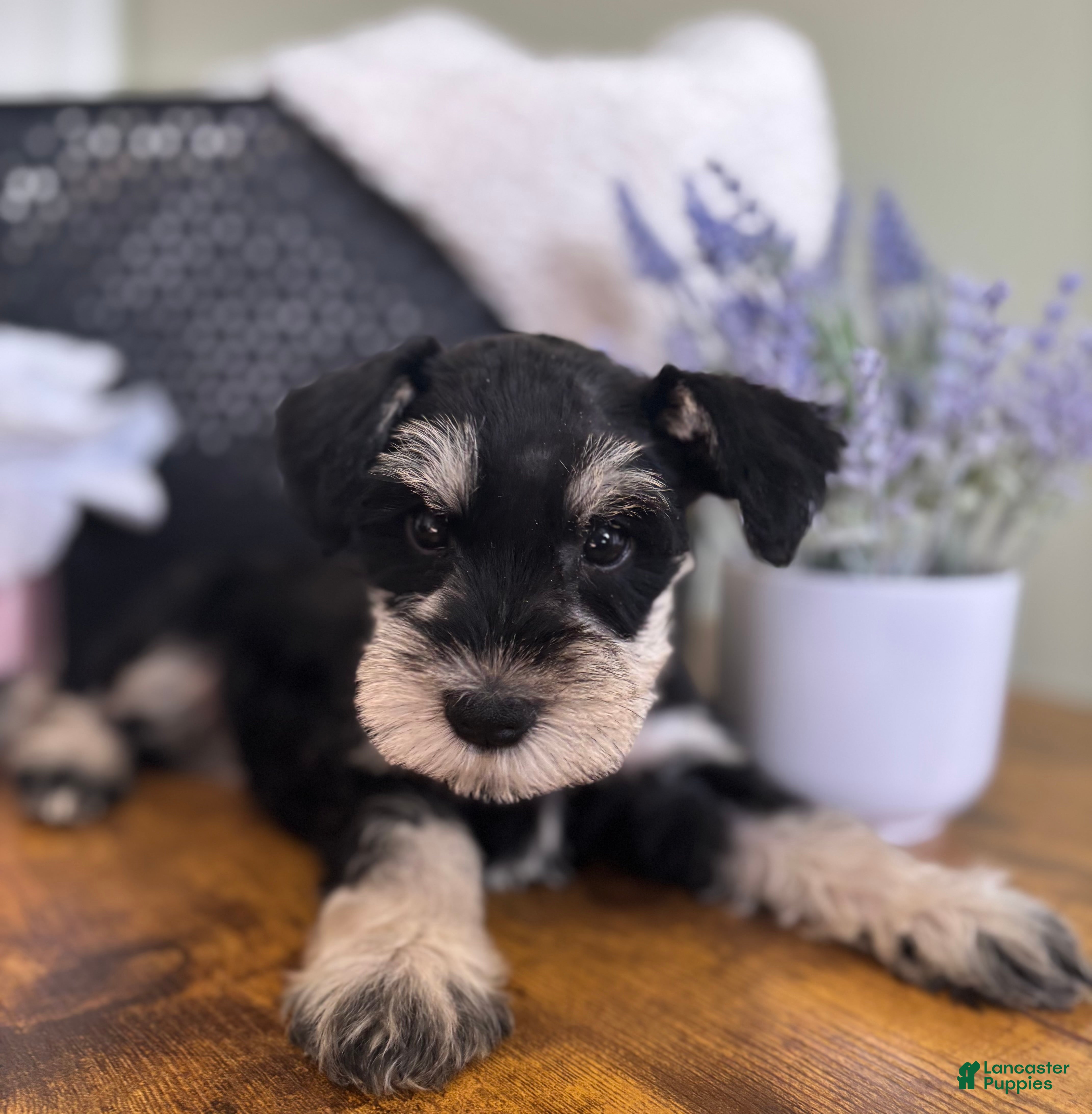 Miniature Schnauzer dogs Roxy - Ad 1