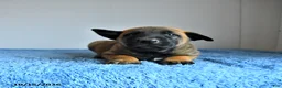Belgian Malinois dogs for sale: Atlas - Ad 4