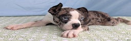 Boston Terrier dogs for sale: Merlin - Ad 5