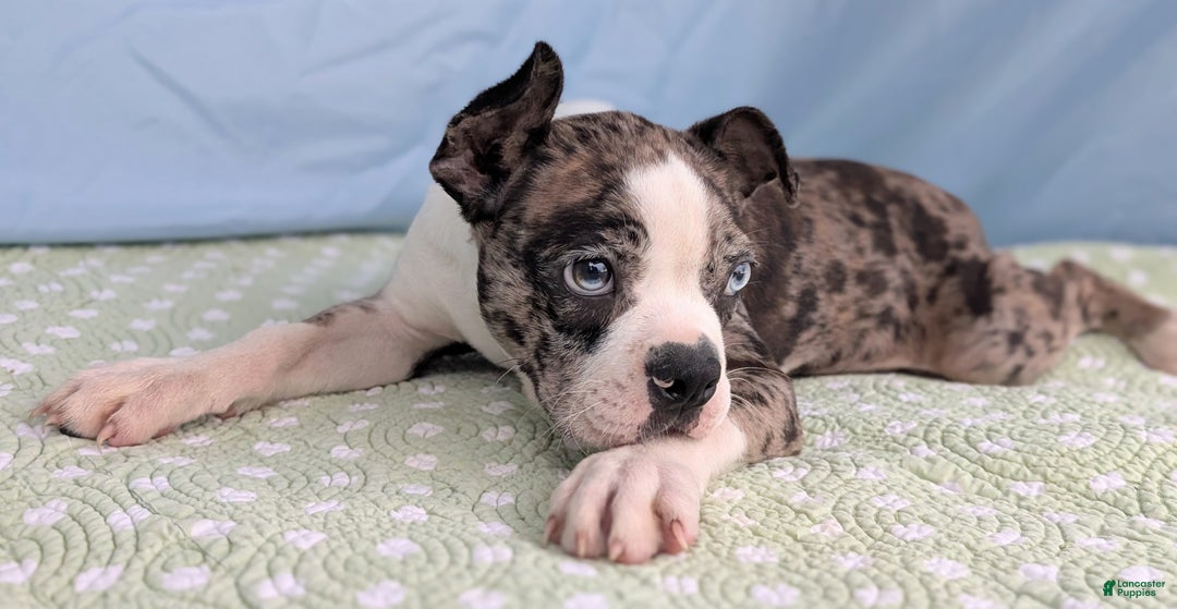 Boston Terrier dogs for sale: Merlin - Ad 5