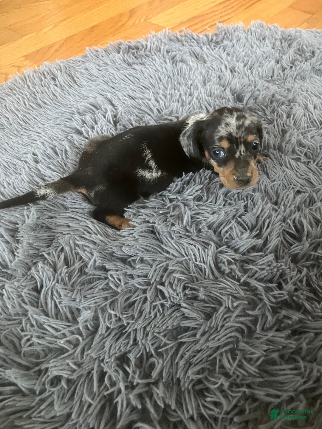Miniature Dachshund dogs for sale: AKC Julianna - Ad 5