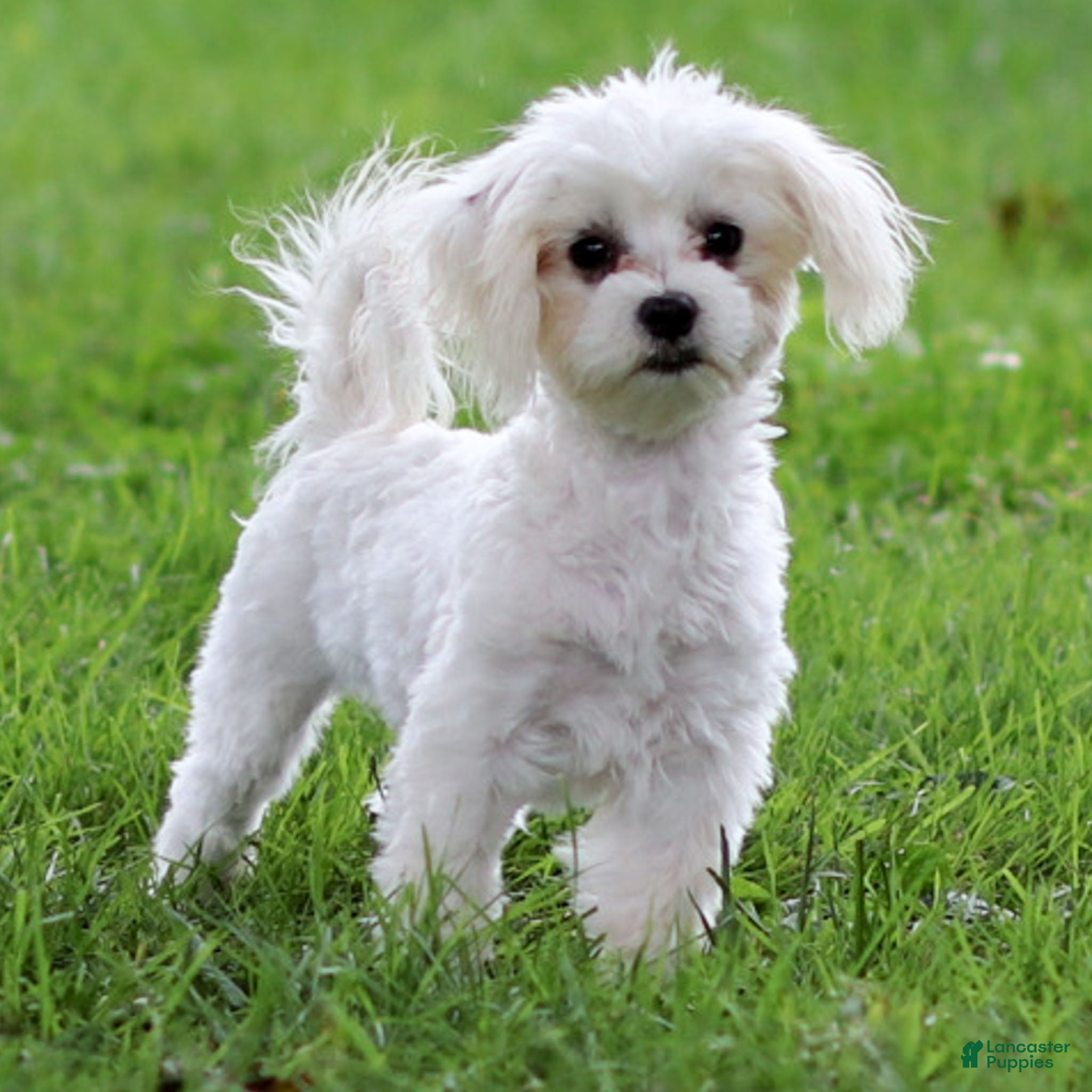 Maltese Puppies for sale in Philadelphia, Pennsylvania Lancaster
