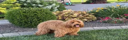 Cavapoo dogs for sale: Lyndon F1b  - Ad 11