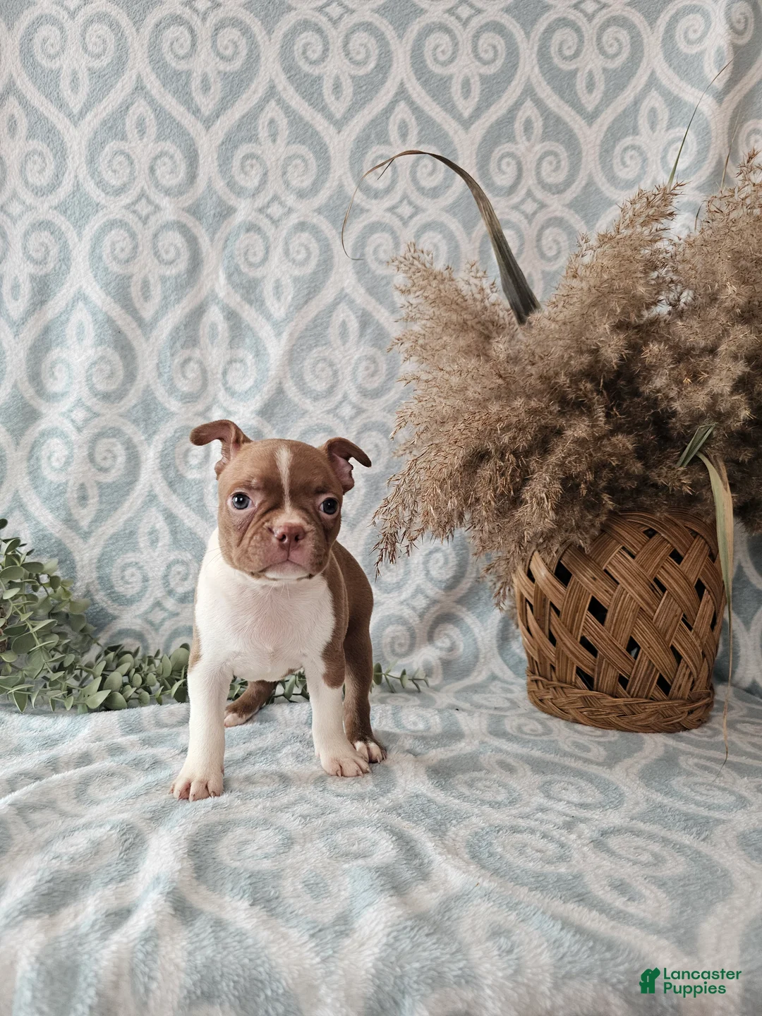 Boston Terrier dogs for sale: Roxy - Ad 8