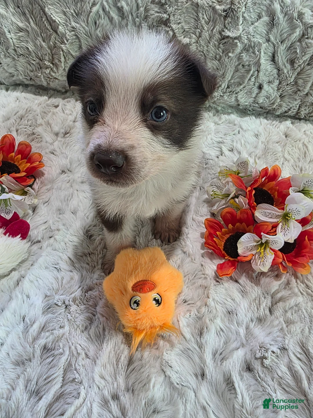 German Shepherd dogs for sale: AKC Liver Panda Male - Ad 2