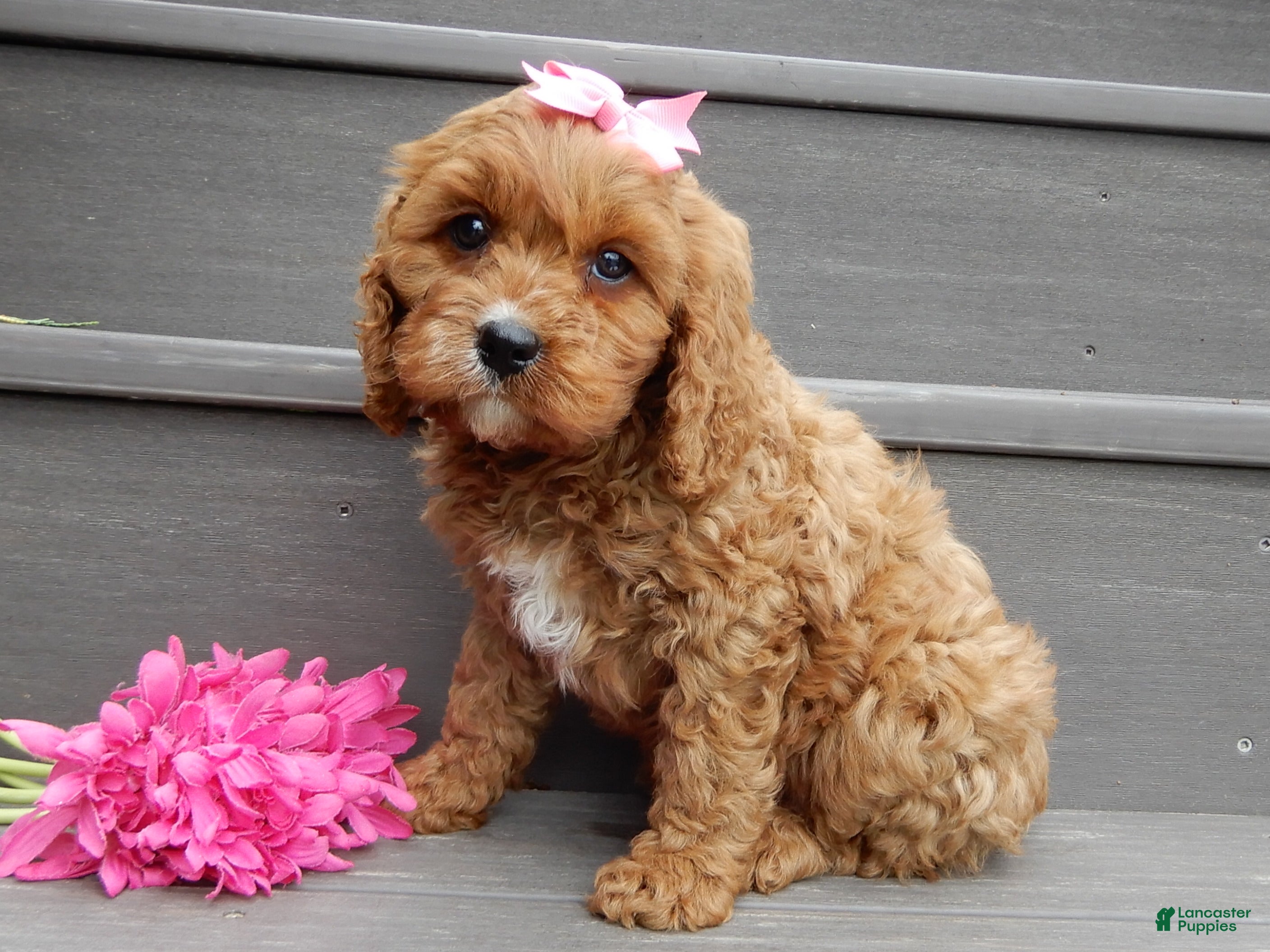 Cavapoo dogs Miley - Ad 2