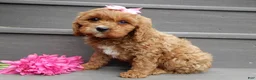 Cavapoo dogs for sale: Miley - Ad 2