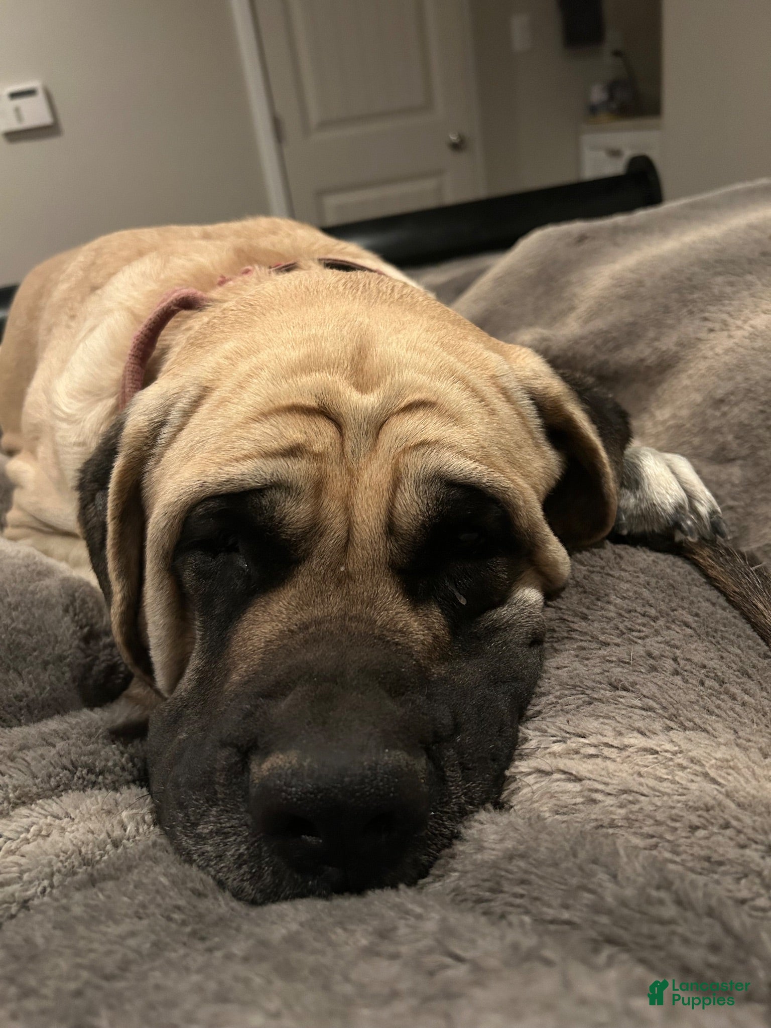 English Mastiff dogs English Mastiff 6 - Ad 2