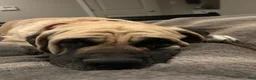 English Mastiff dogs for sale: English Mastiff 4 - Ad 2