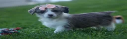 Corgipoo dogs for sale: NAOMI - Ad 9