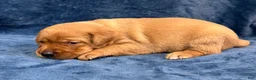 Labrador Retriever dogs for sale: #1 Female aka first born pup  - Ad 2