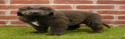 Newfoundland dogs for sale: Henry - Ad 4