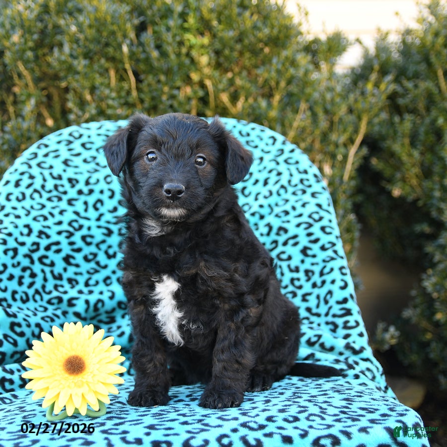 Mixed Breed dogs Lilly - Ad 2
