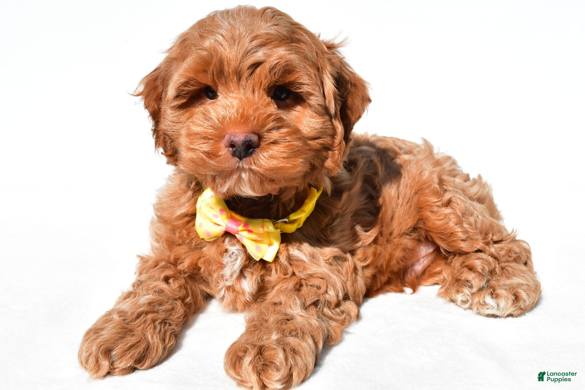 Cockapoo dogs Echo - Ad 1