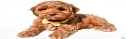 Cockapoo dogs for sale: Echo - Ad 1
