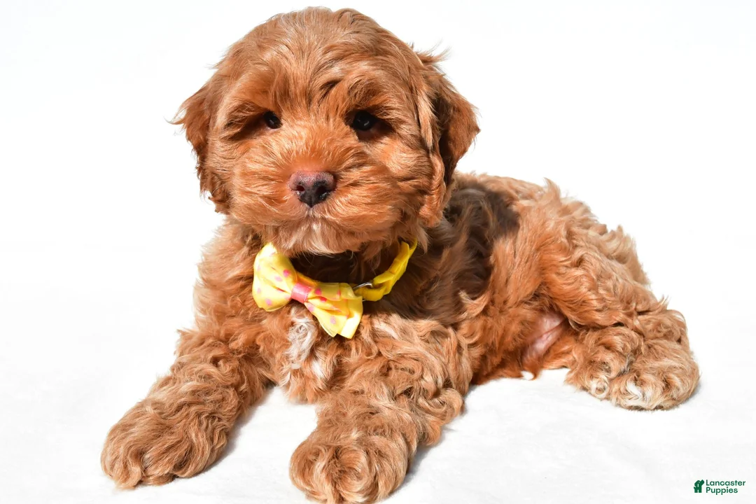 Cockapoo dogs for sale: Echo - Ad 1