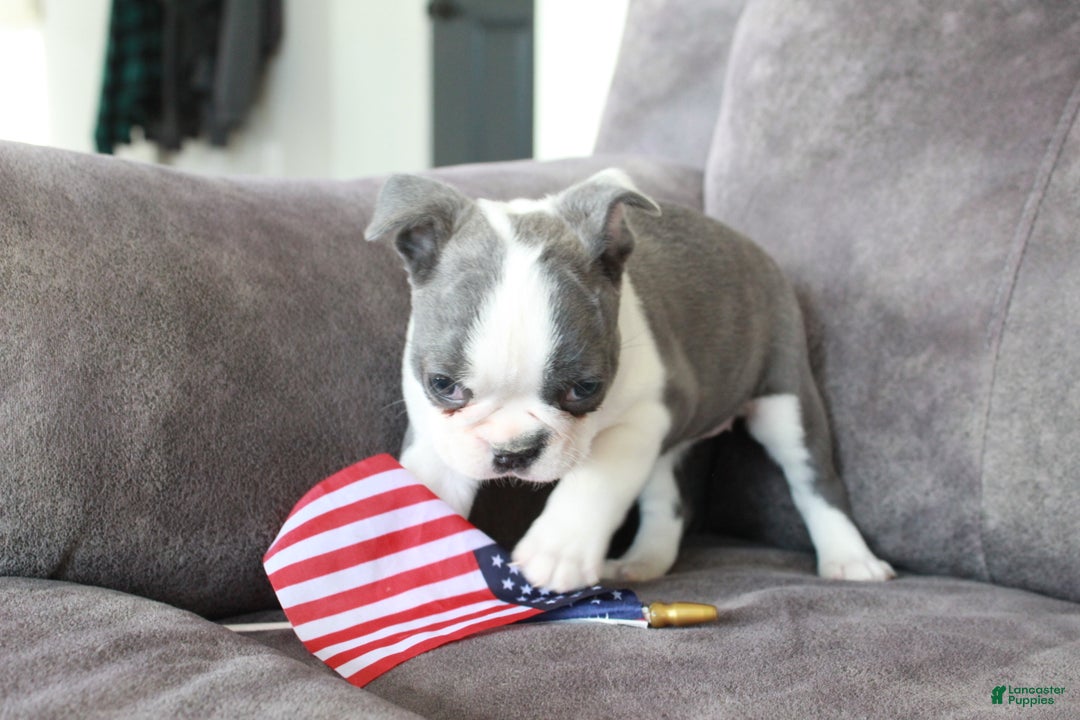 Frenchton dogs for sale: Frenchie  - Ad 5