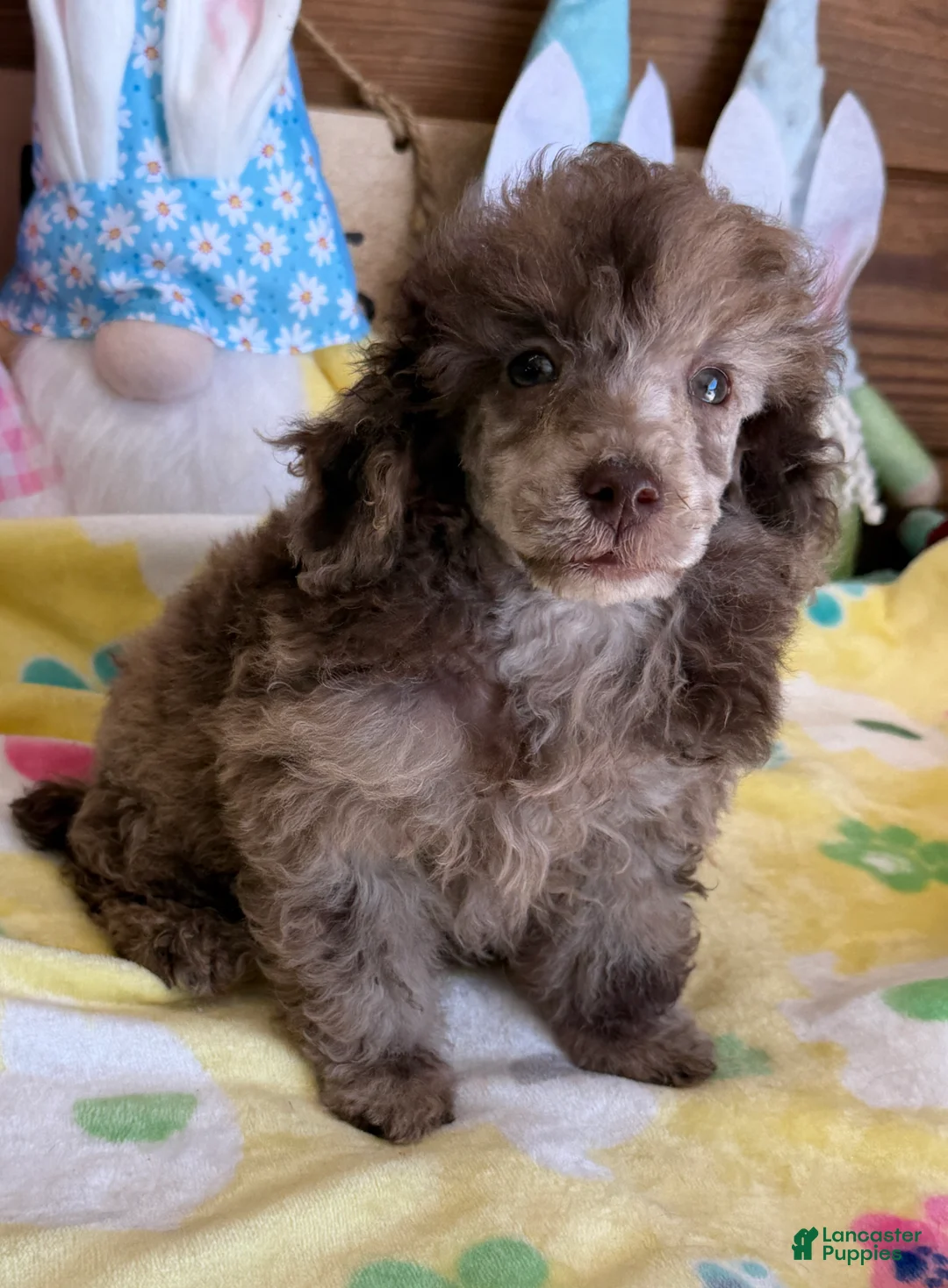 Miniature Poodle dogs for sale: Speckles - Ad 2