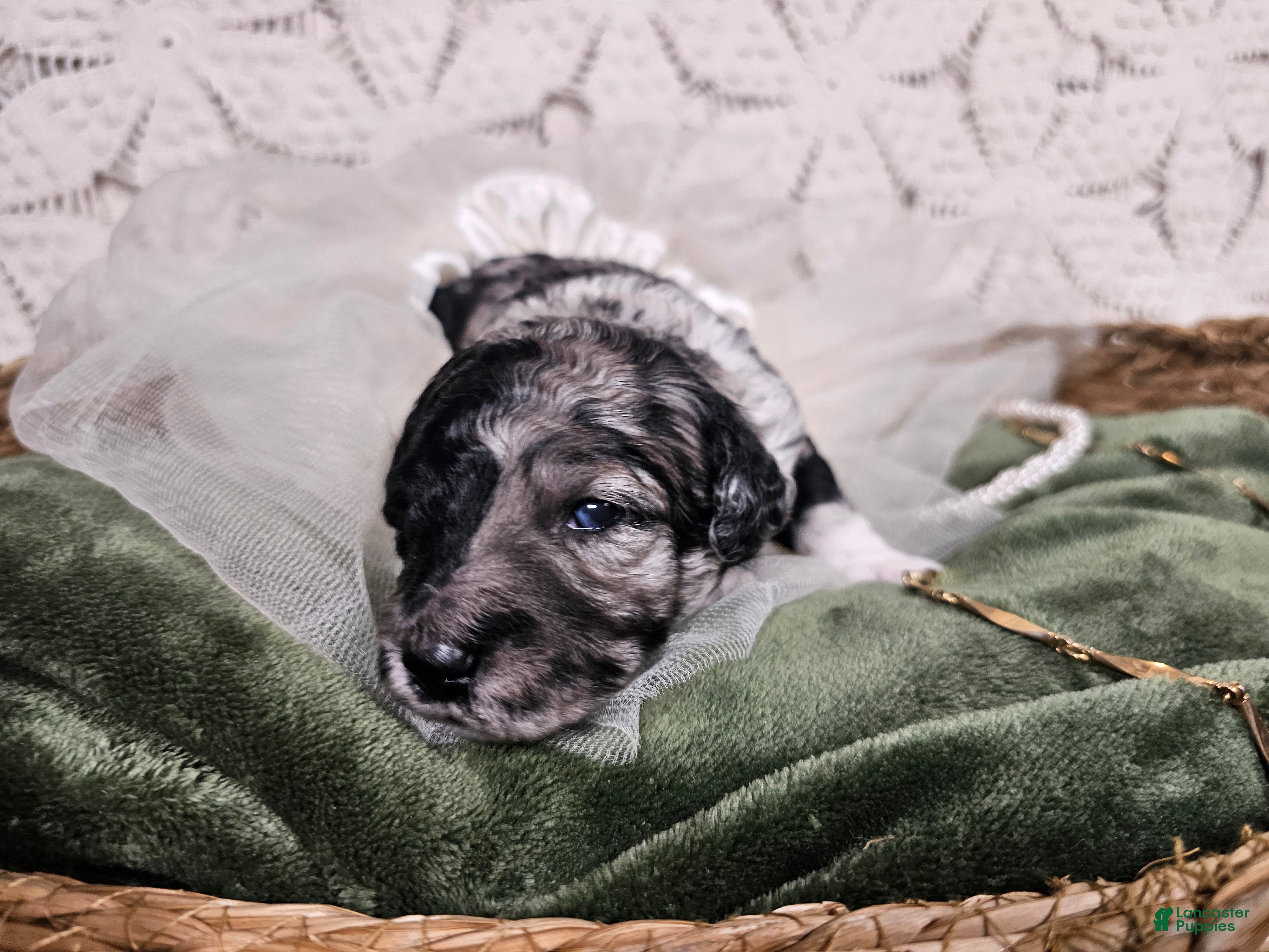Mini Goldendoodle dogs Juniper - Ad 1