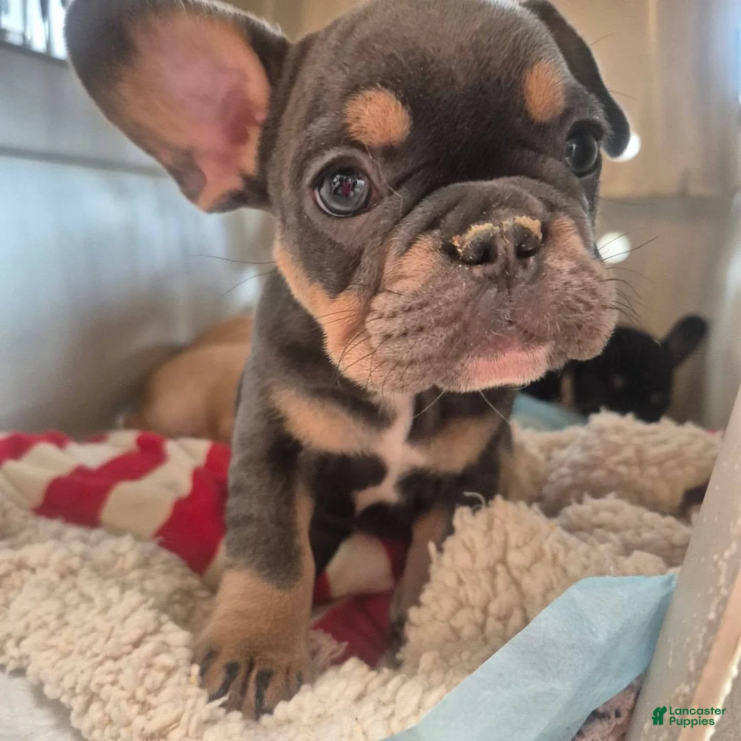 French Bulldog dogs for sale: French Bulldog 4 - Ad 1