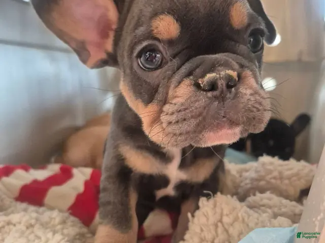 French Bulldog dogs for sale: French Bulldog 4 - Ad 27