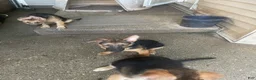 German Shepherd dogs for sale: Tiny girl - Ad 13