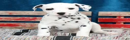 Dalmatian dogs for sale: Layla - Ad 1