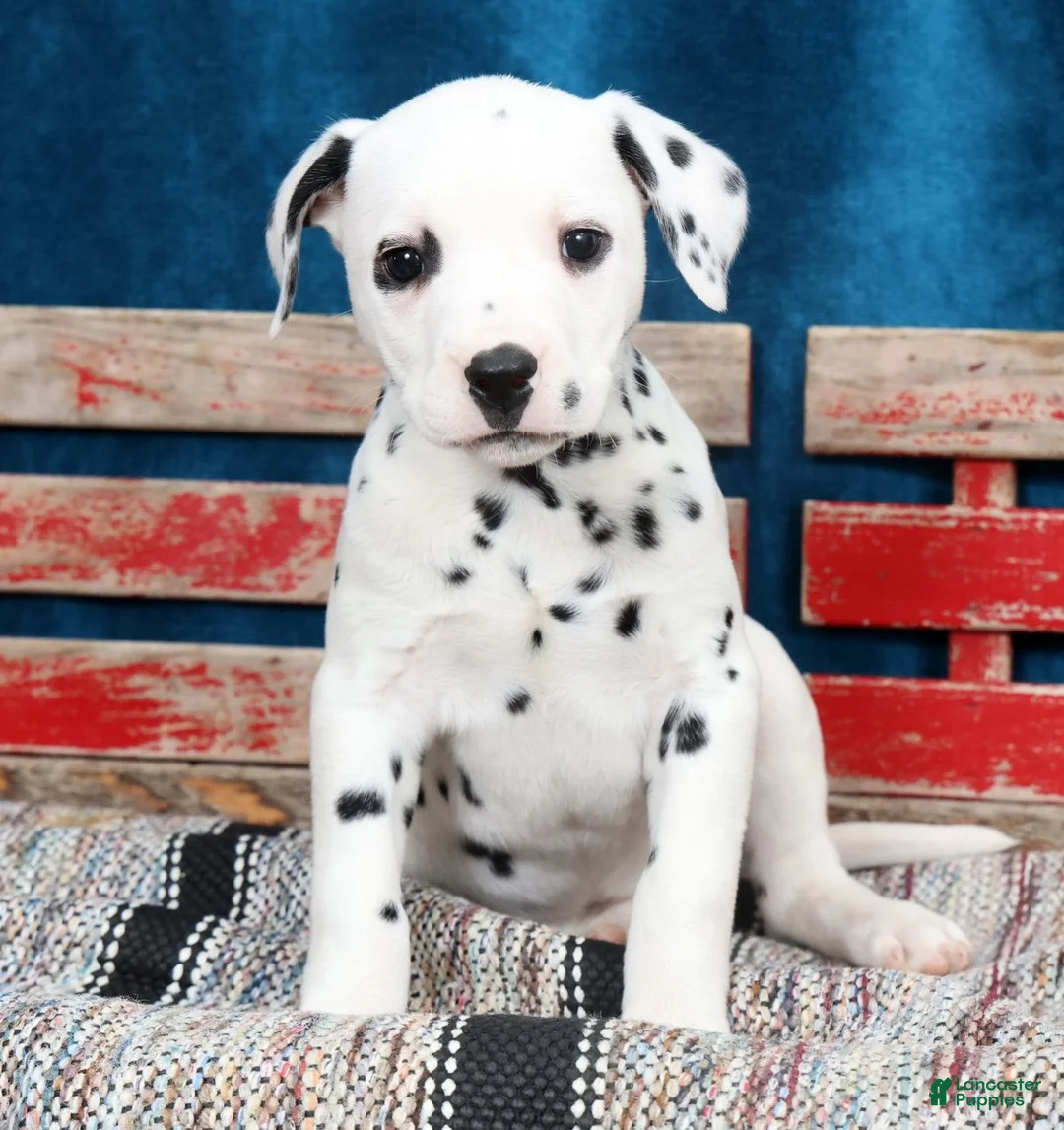 Dalmatian dogs for sale: Layla - Ad 1