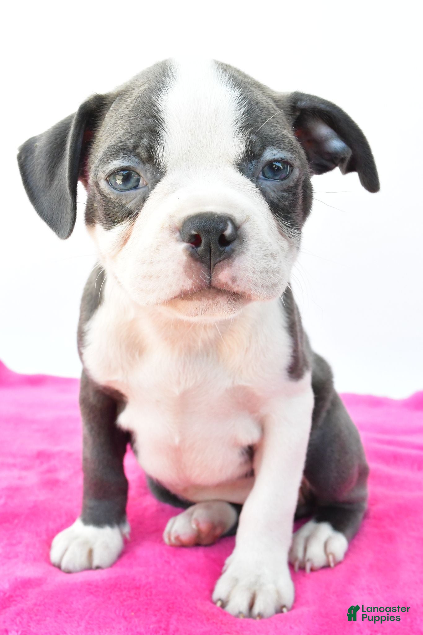Boston Terrier dogs Roxy - Ad 1