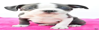 Roxy
