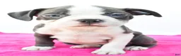 Boston Terrier dogs for sale: Roxy - Ad 1