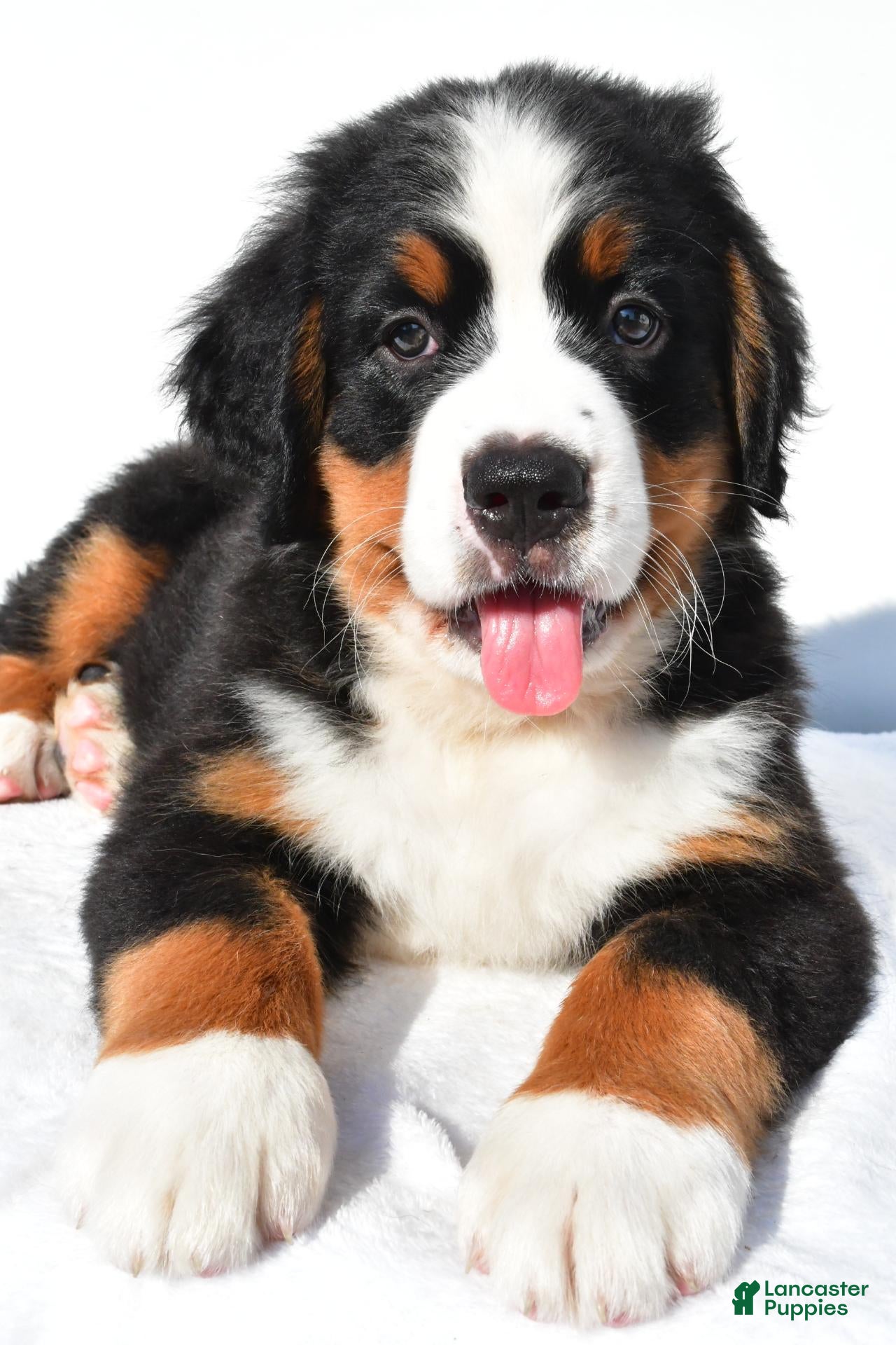 Bernese Mountain Dog dogs Prince - Ad 1