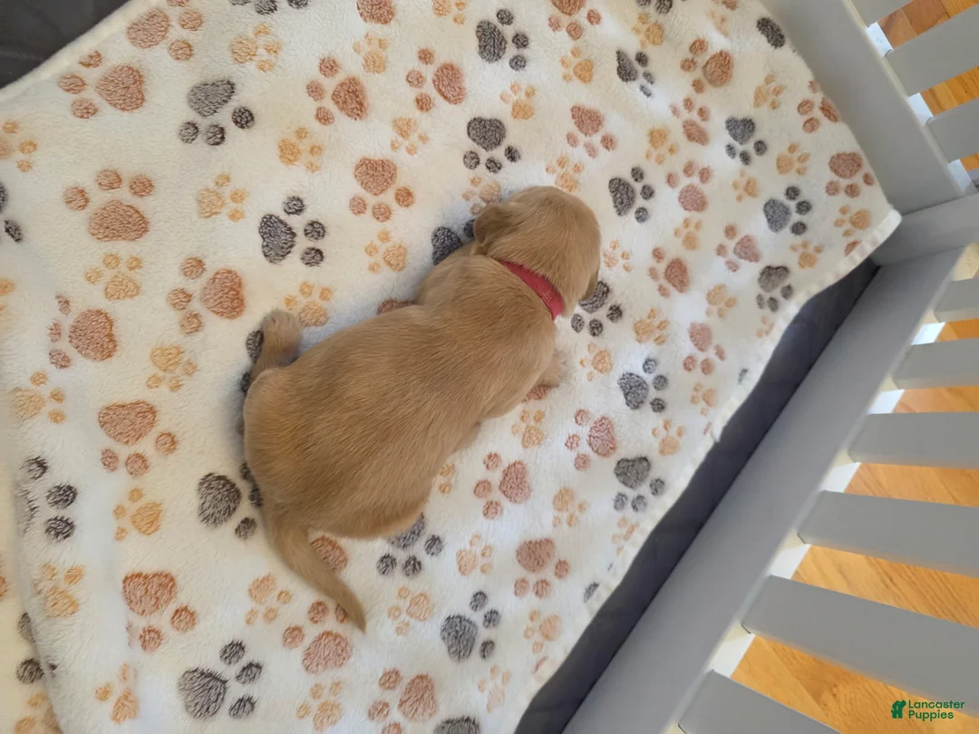 Golden Retriever dogs for sale: Dark Pink - Ad 1