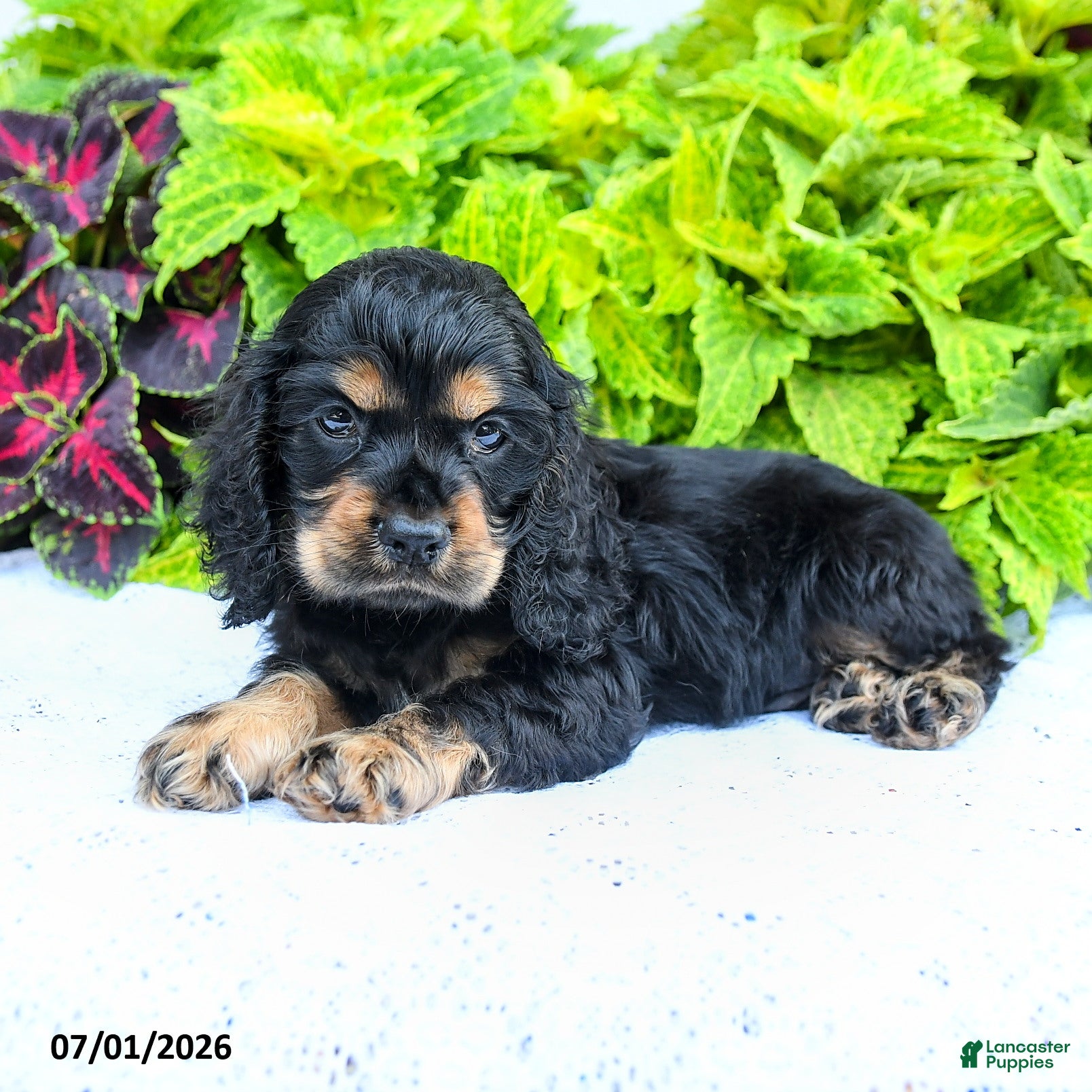English Cocker Spaniel dogs Daniel - Ad 2