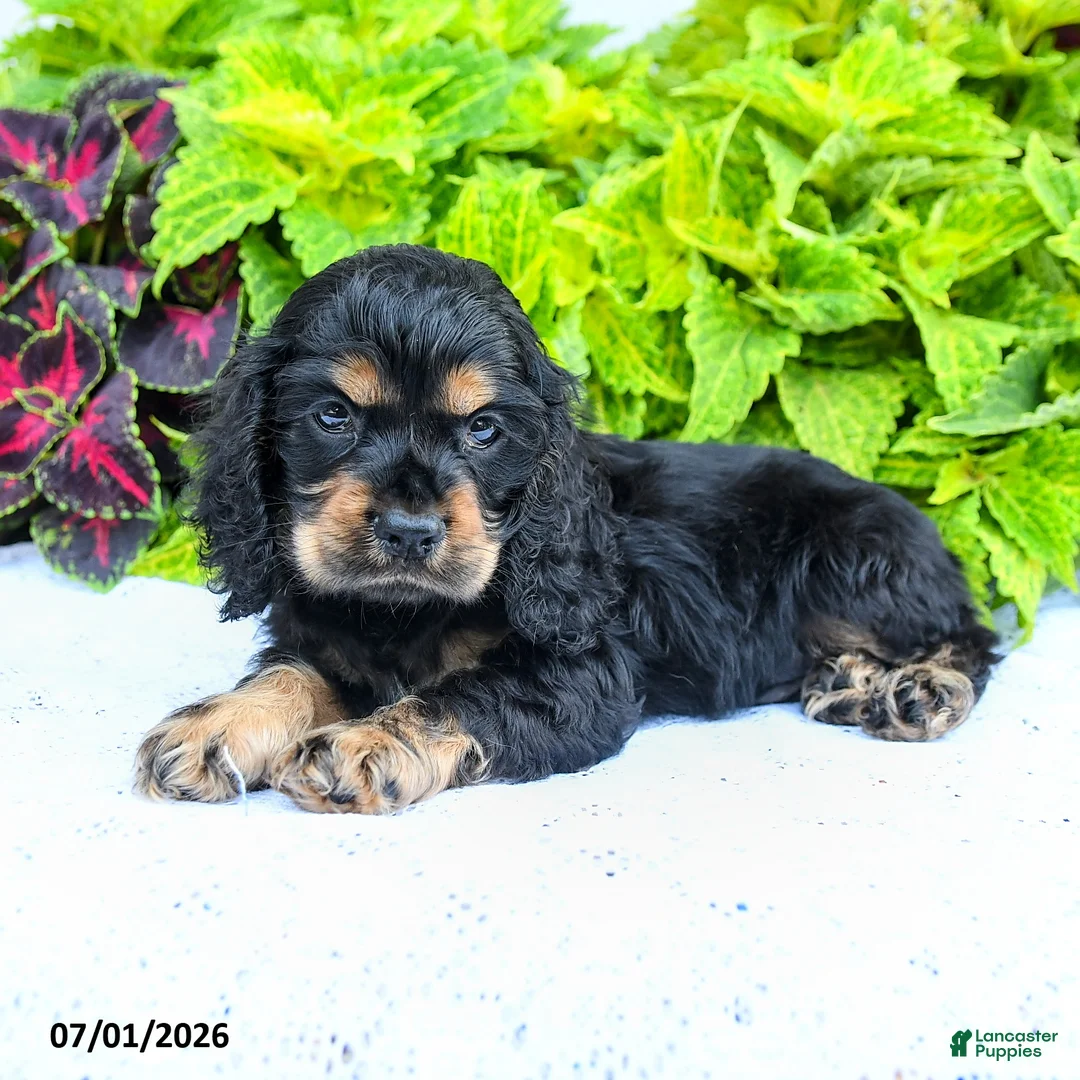 English Cocker Spaniel dogs for sale: Daniel - Ad 2
