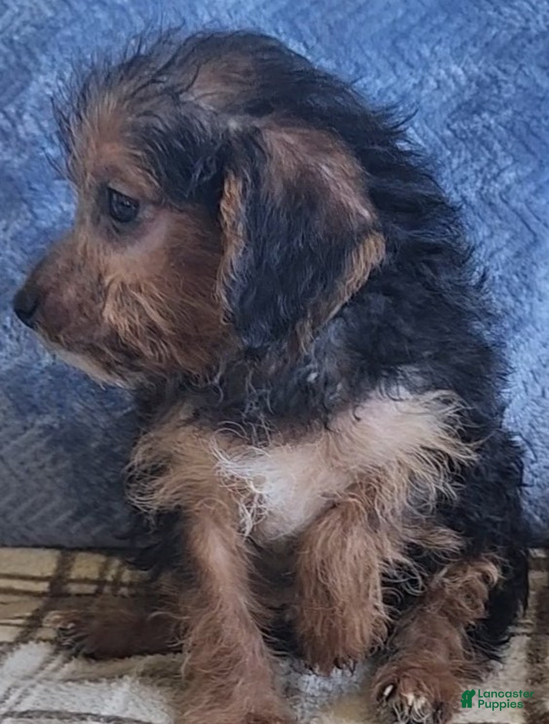 Mixed Breed dogs for sale: Mable - Ad 8