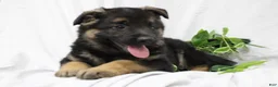 German Shepherd dogs for sale: Ellie  - Ad 10