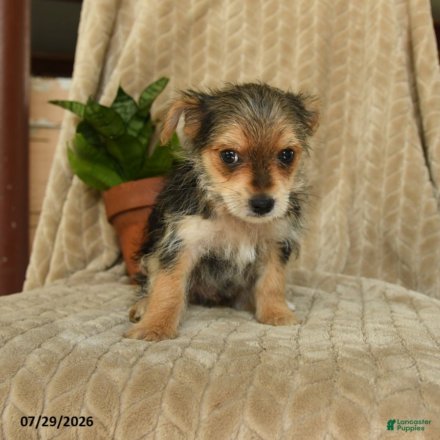 Morkie dogs Norman - Ad 2