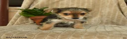 Morkie dogs for sale: Norman - Ad 2