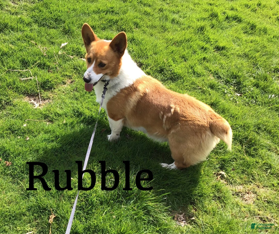 Welsh Corgi Pembroke dogs for sale: Noelle  - Ad 11