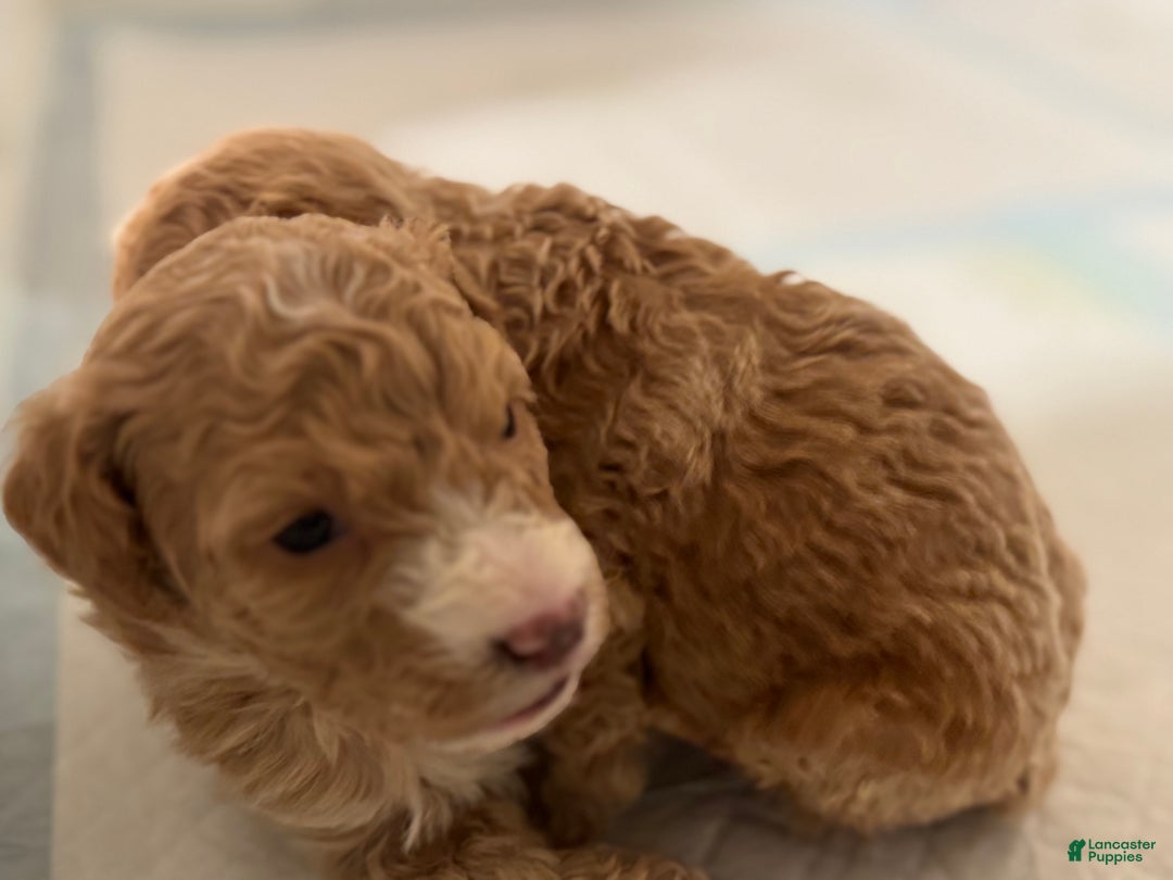 Mini Goldendoodle dogs for sale: Mini Goldendoodle ‘Lennox’  - Ad 8