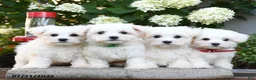 Maltese dogs for sale: Freddie - Ad 3