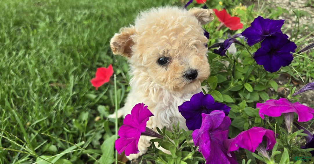 Bichpoo dogs Bichpoo 1 - Ad 1